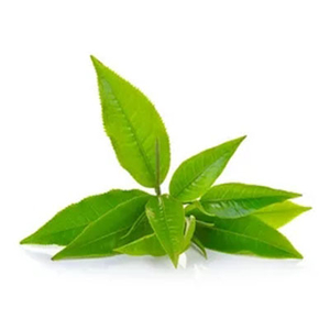 Aceite de té verde