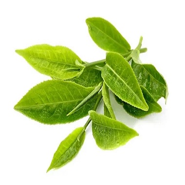 Introducción al aceite esencial del té verde