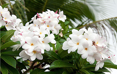 ¿Qué es el aceite de flores de magnolia a elaborado salvaje?